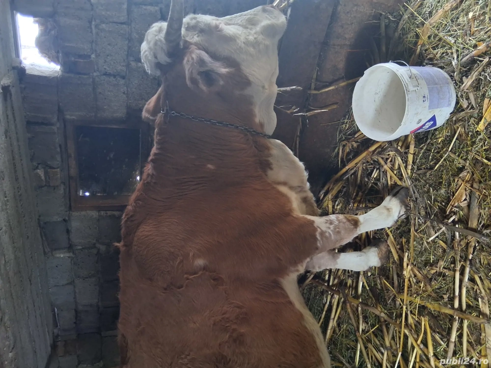 Vacă bălțată Românească de vinzare