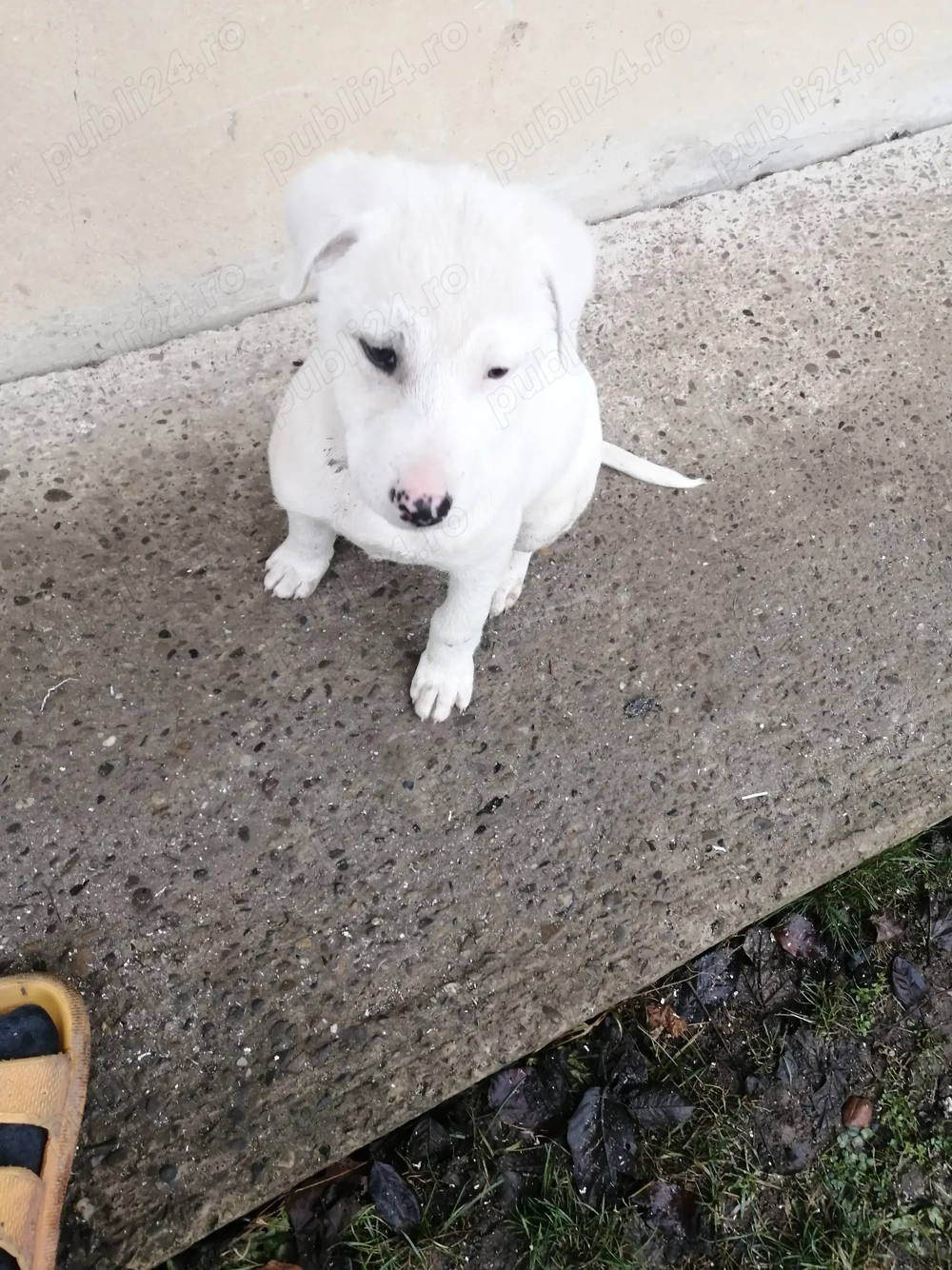 Donez Cățel Labrador 