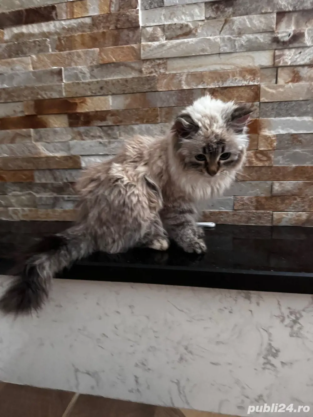 vând pui british longhair