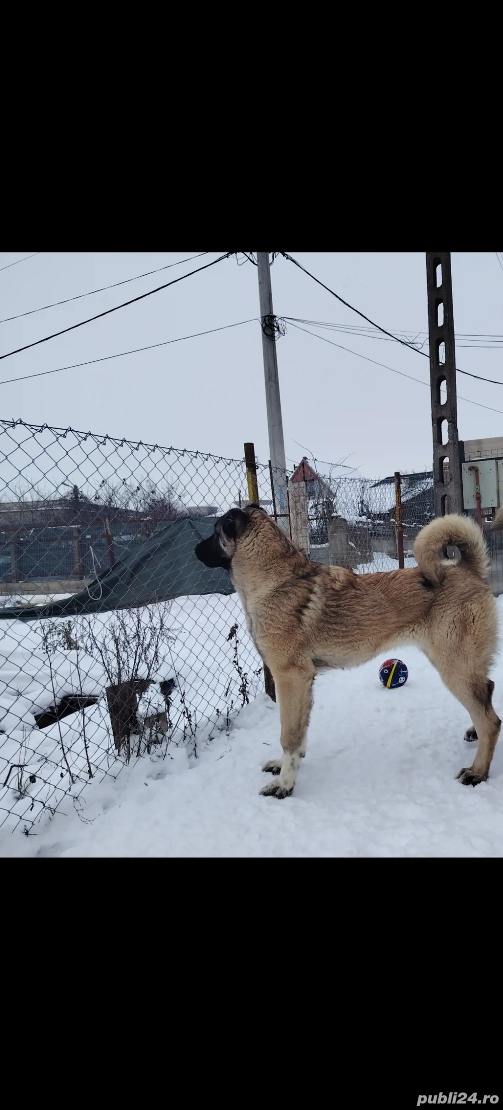 Femela kangal șapte luni