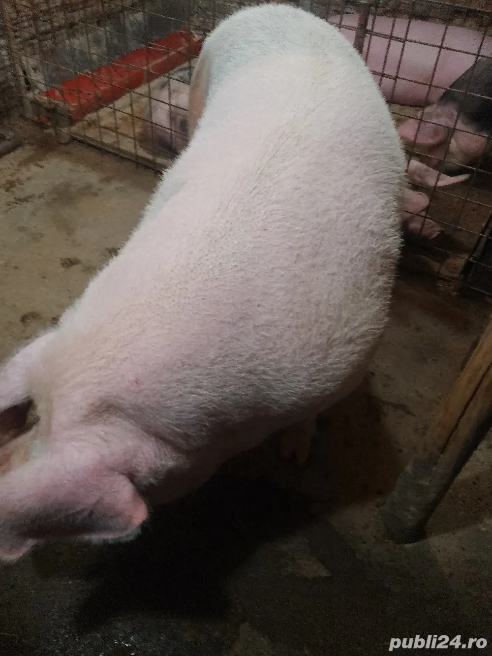 vând scroafa de tăiat 