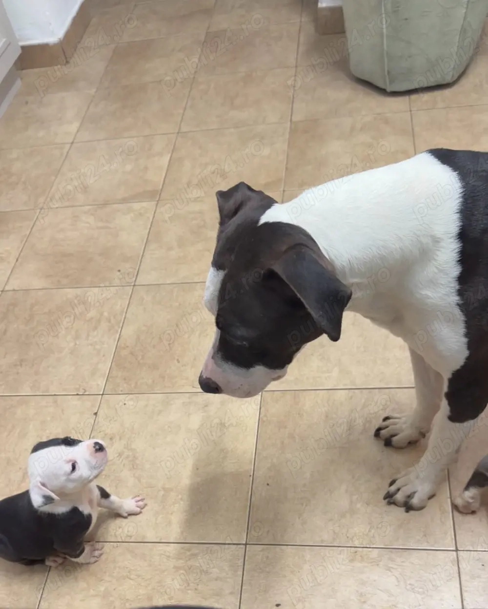 American Staffordshire Terrier (Amstaff)