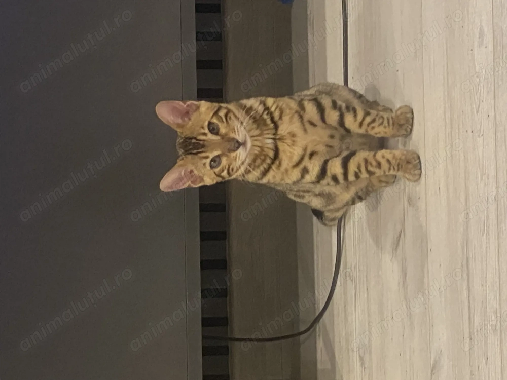 Pui de pisică bengal