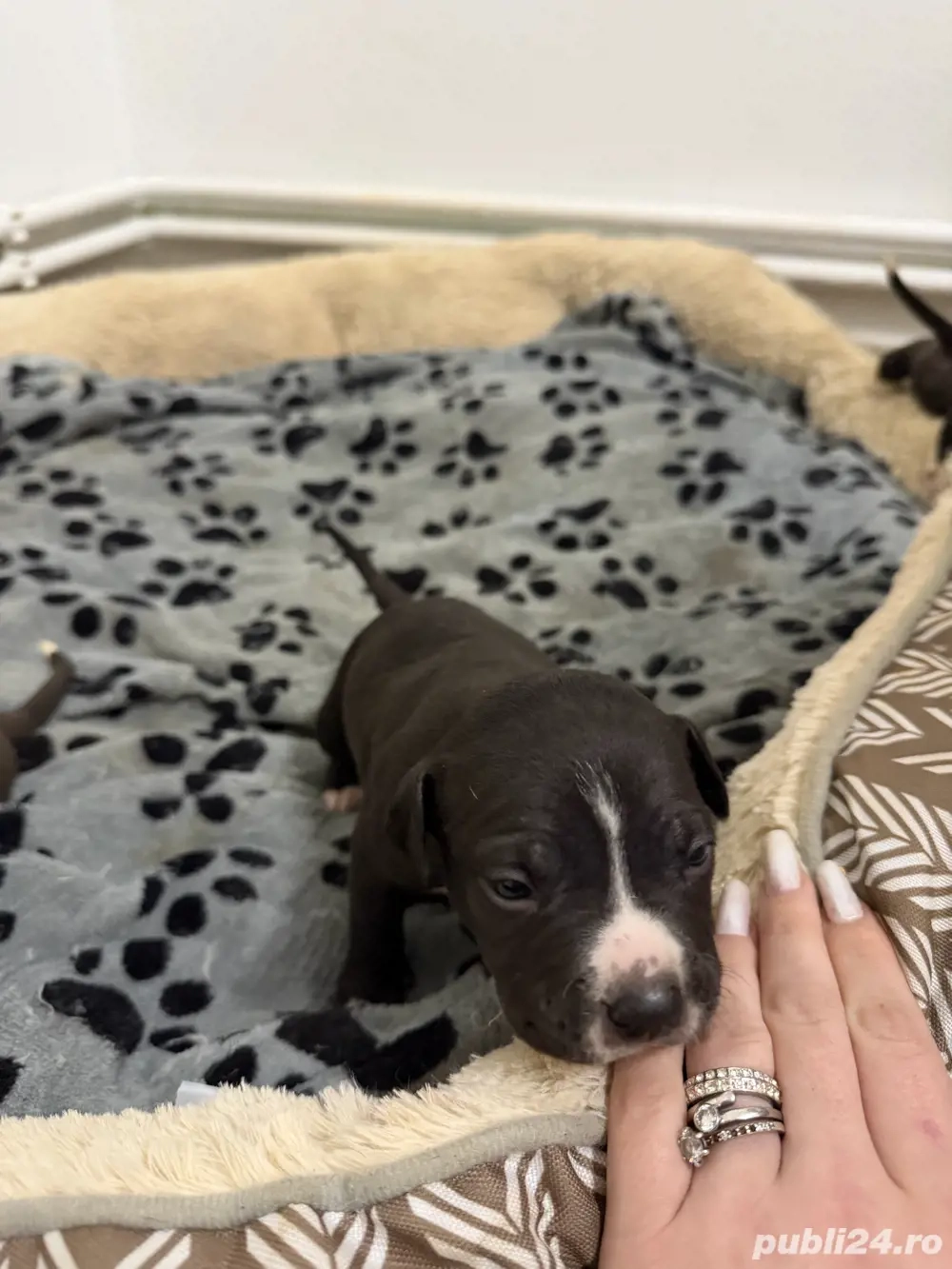 American Staffordshire Terrier (Amstaff)