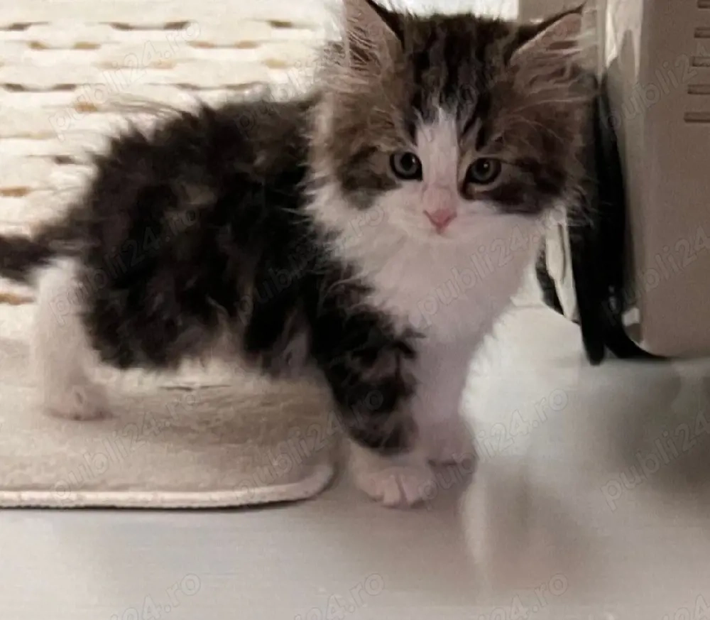 Siberiană de Pădure 