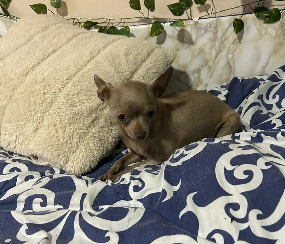 Vand Schimb Chihuahua