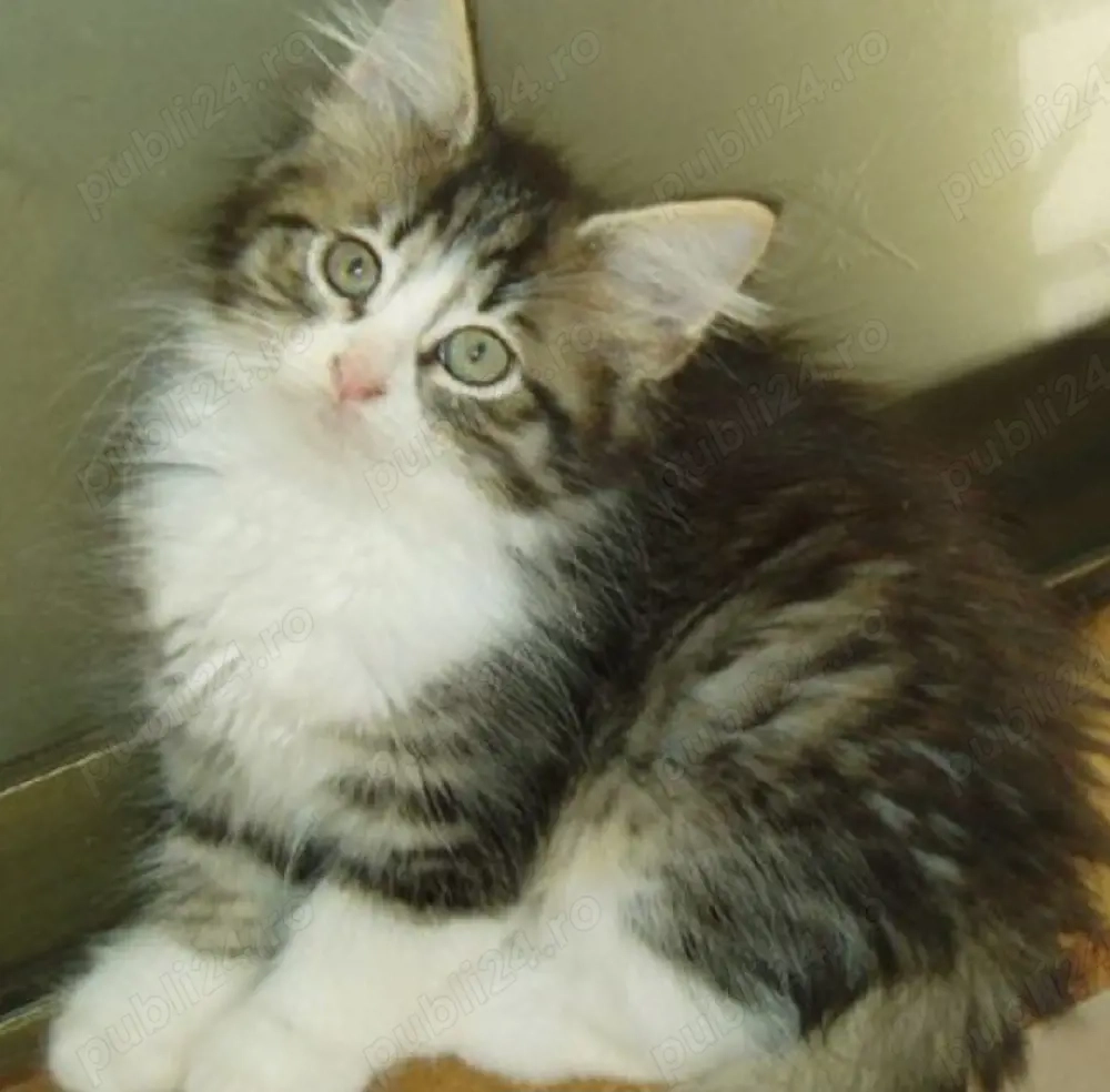 Siberiană de Pădure 