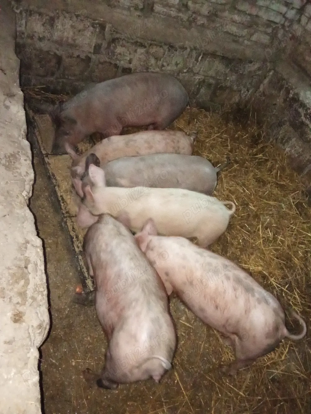 Vând purcei , rasă Petrean cu Duroc.