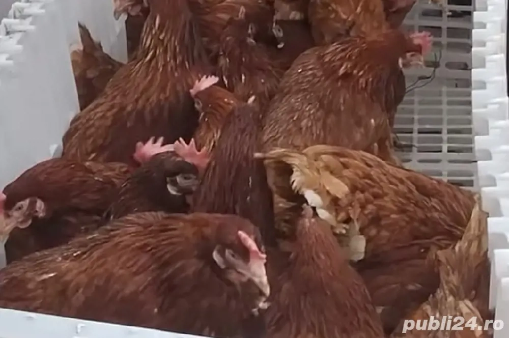 găini roșii ouătoare 