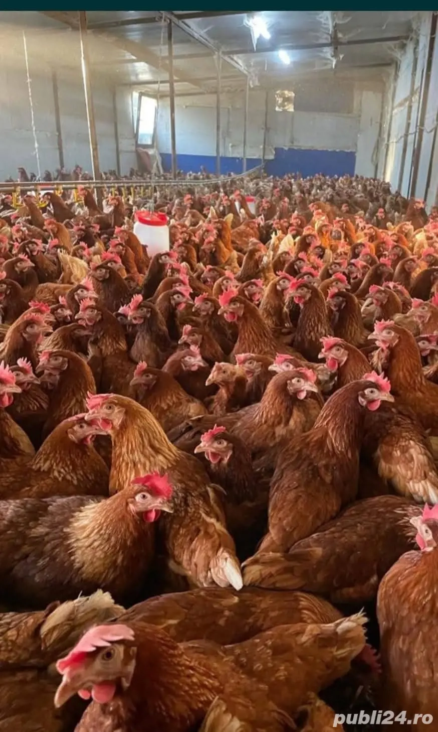 găini roșii ouătoare 