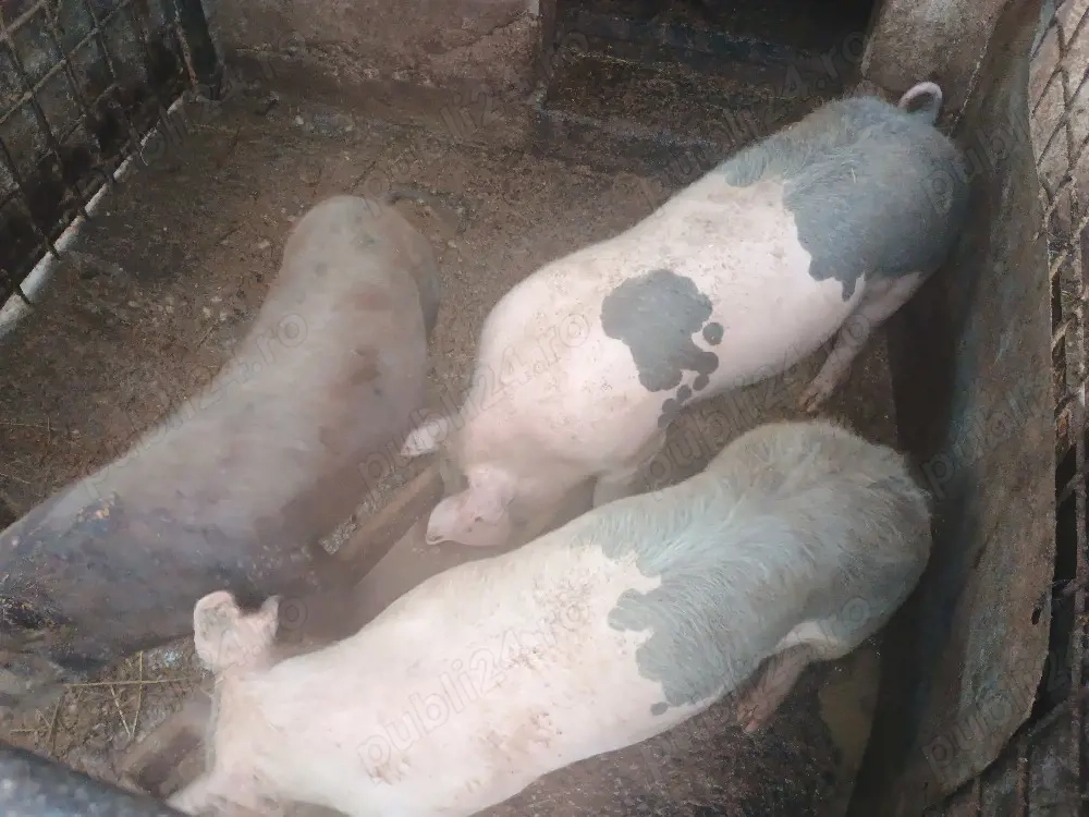 Grăsuni de vânzare 