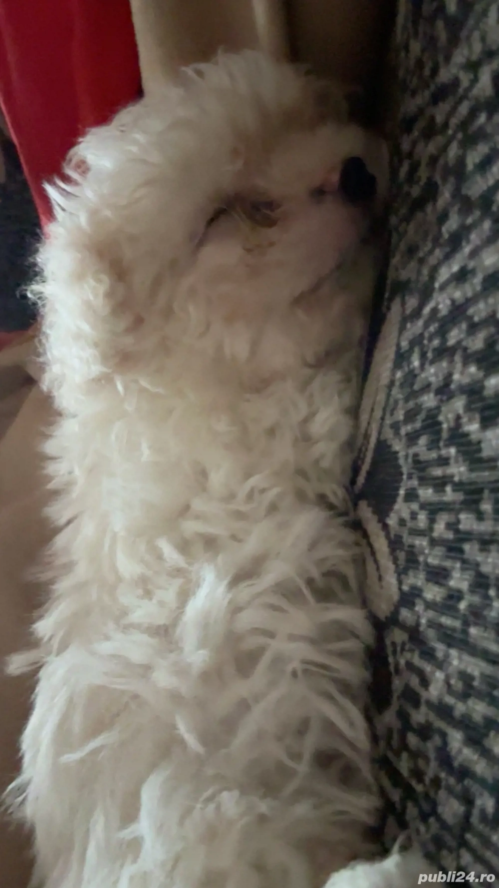 Vând cățel Bichon Maltez 