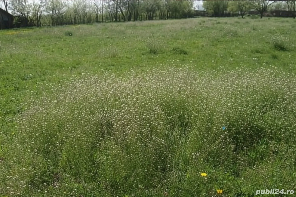 Teren intravilan de vanzare 3.629 mp în Jud. Teleorman,  Com. Tătăraștii de jos, Sat Negrenii  