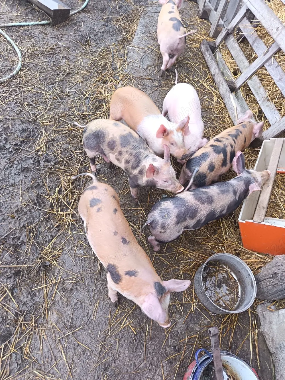 vând purcei 8 săptămâni