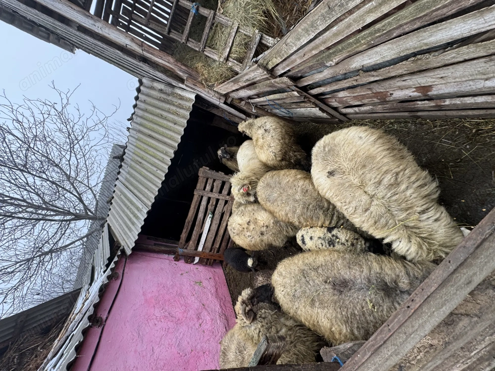Vând 10 oi oacheșe cu 5 miei