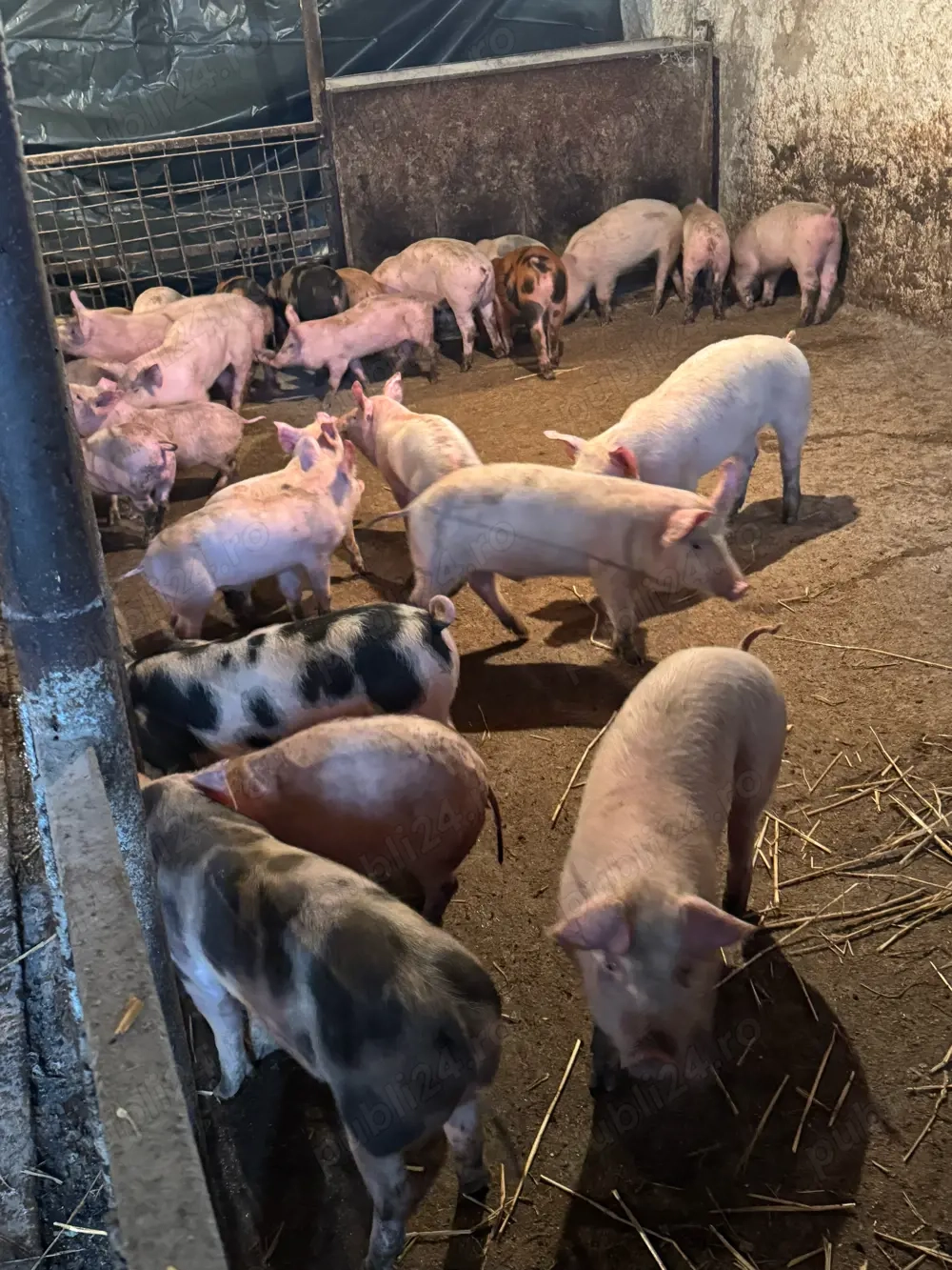 Purcei rasa de carne 