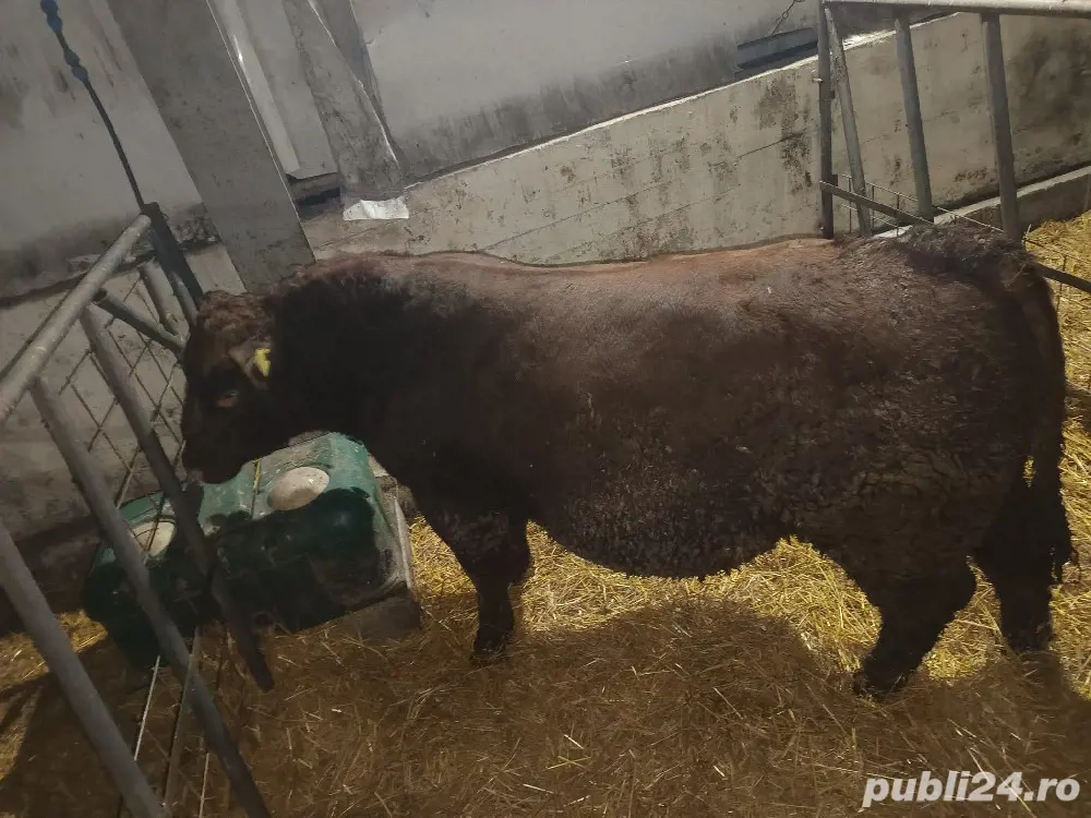 Tauri 2024 monta Aberdeen Angus rosu