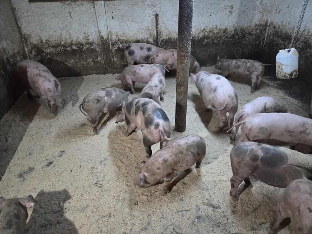 Vand Purcei De Casa Landrace si Pietrean 