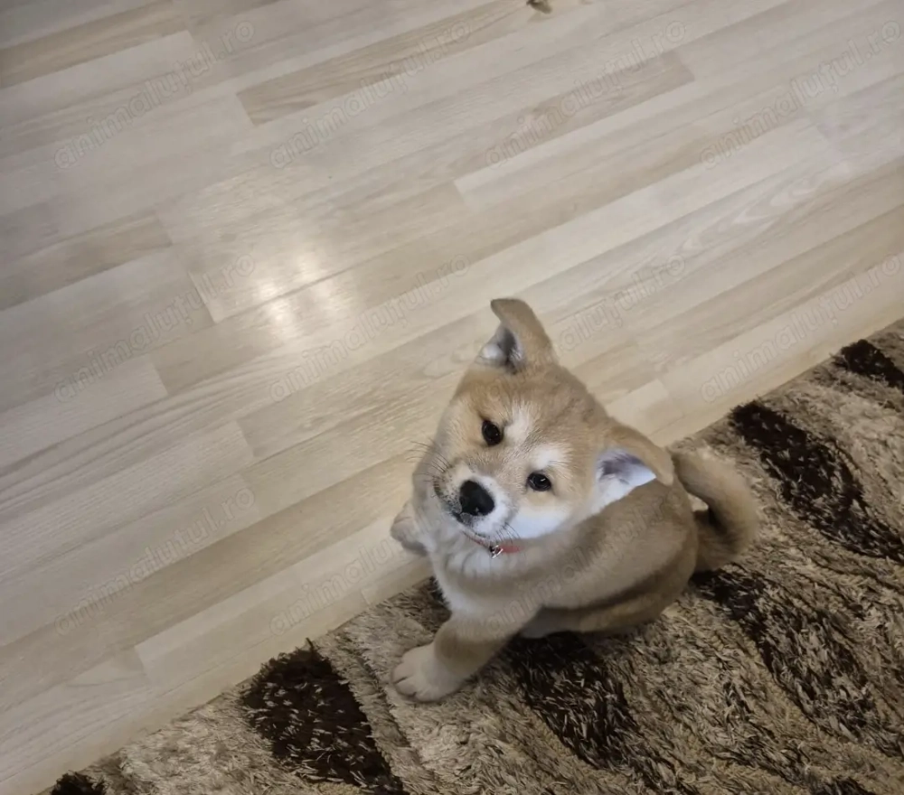 Pui akita inu ,varsta 2 luni jumate