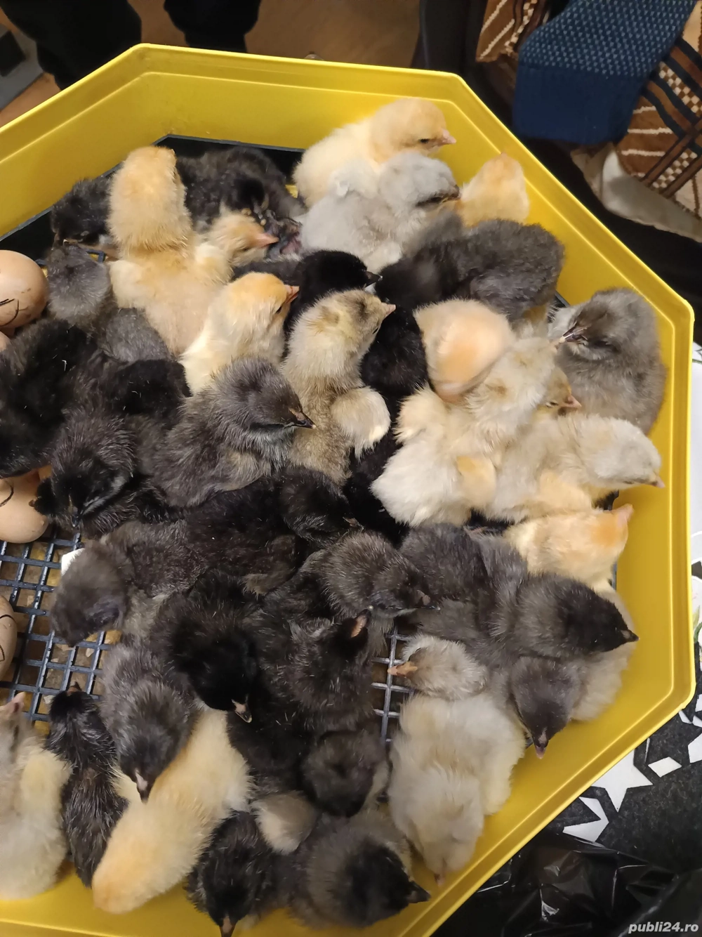 Vând pui de găină austrolorp și brahma 