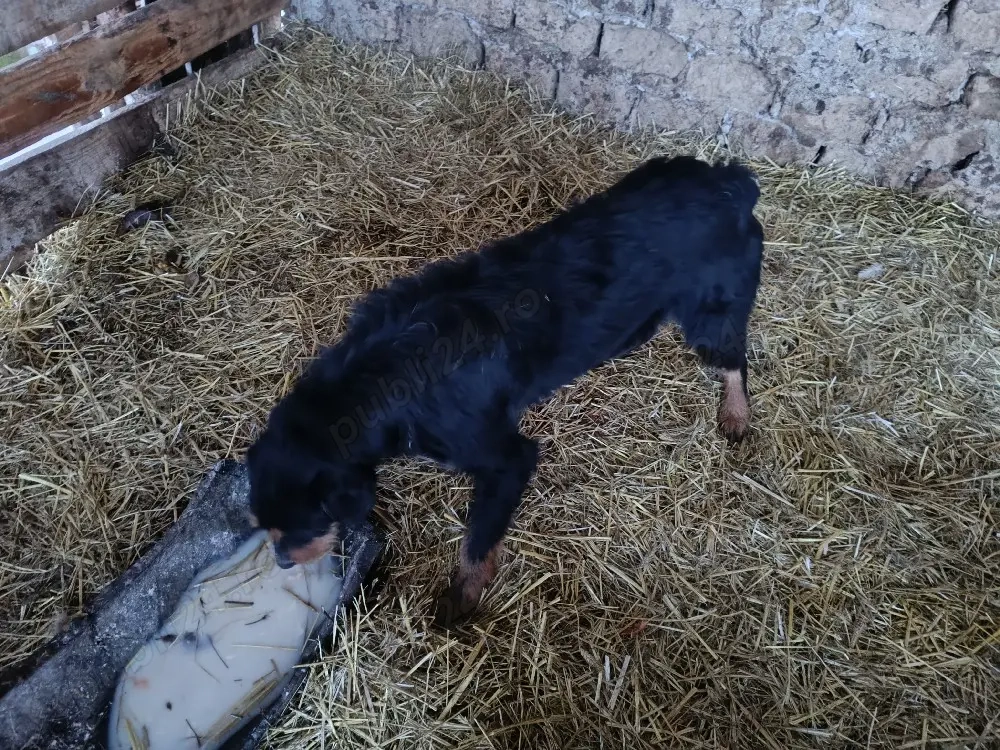 vand doi caini de vânătoare 