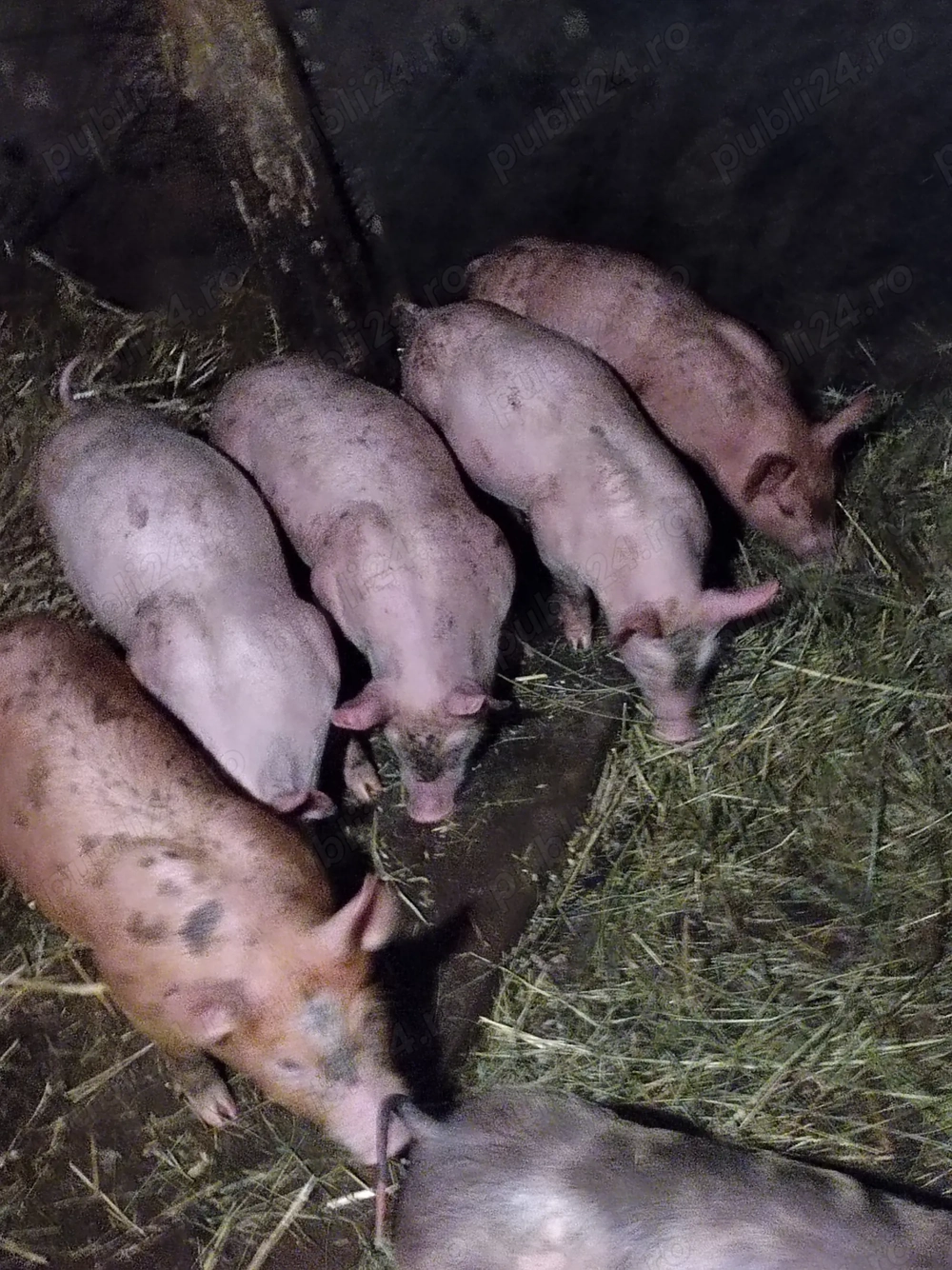 Purcei de rasă din părinți landras și pietrean 