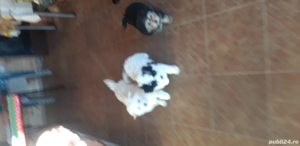 Vand 2 catelusi Bichon(o fetita si un baietel) 