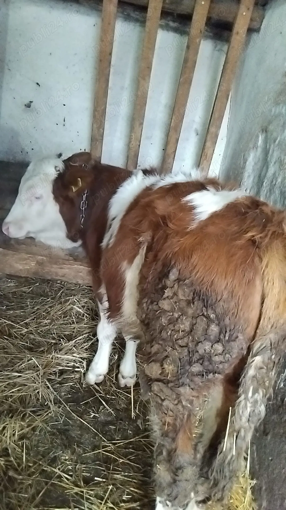 Vând vitel baltat și vitea belgiana 