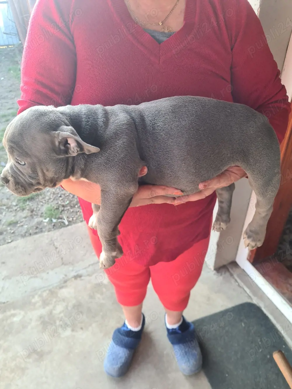 American bully pocket