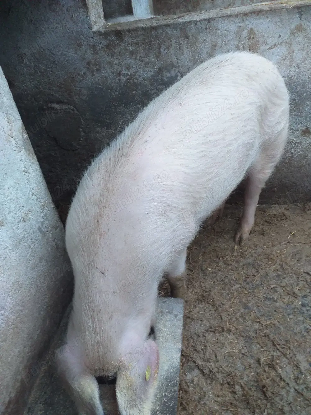 de vânzare scroafă genstantă 