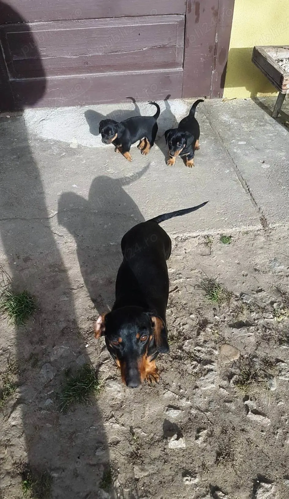 Vând mascul teckel 5 săptămâni