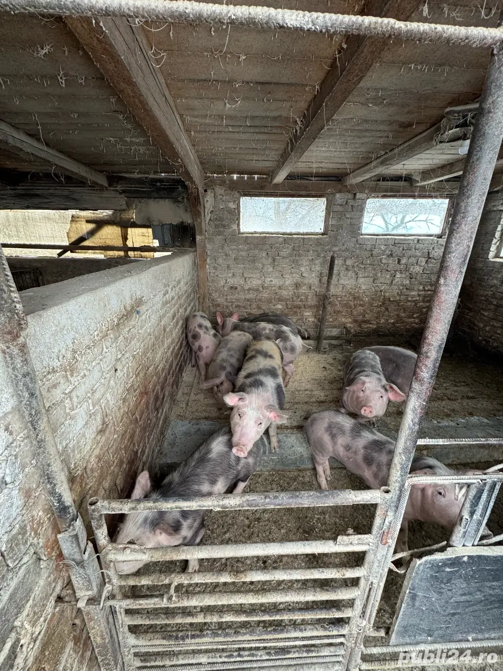 Soldani de vanzare. Urgent!!