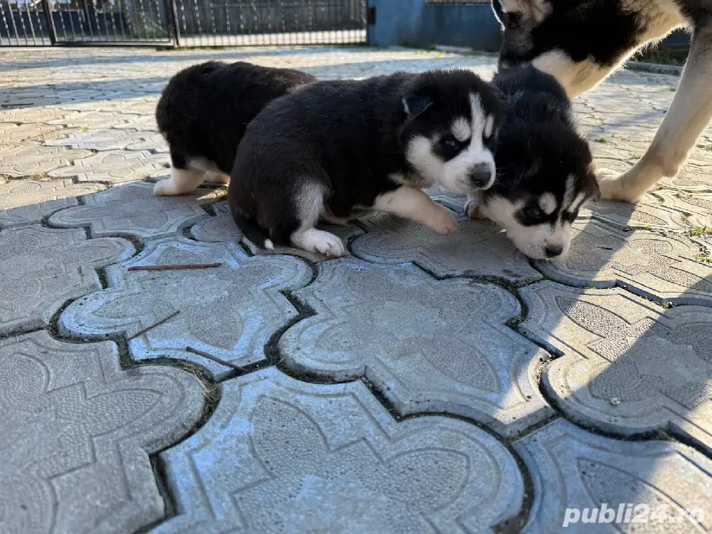 Catei husky siberian