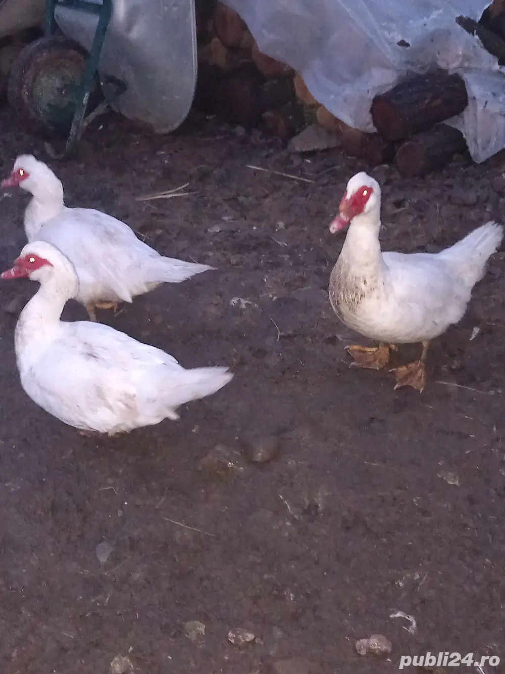 Vand ratoii din rasa muta