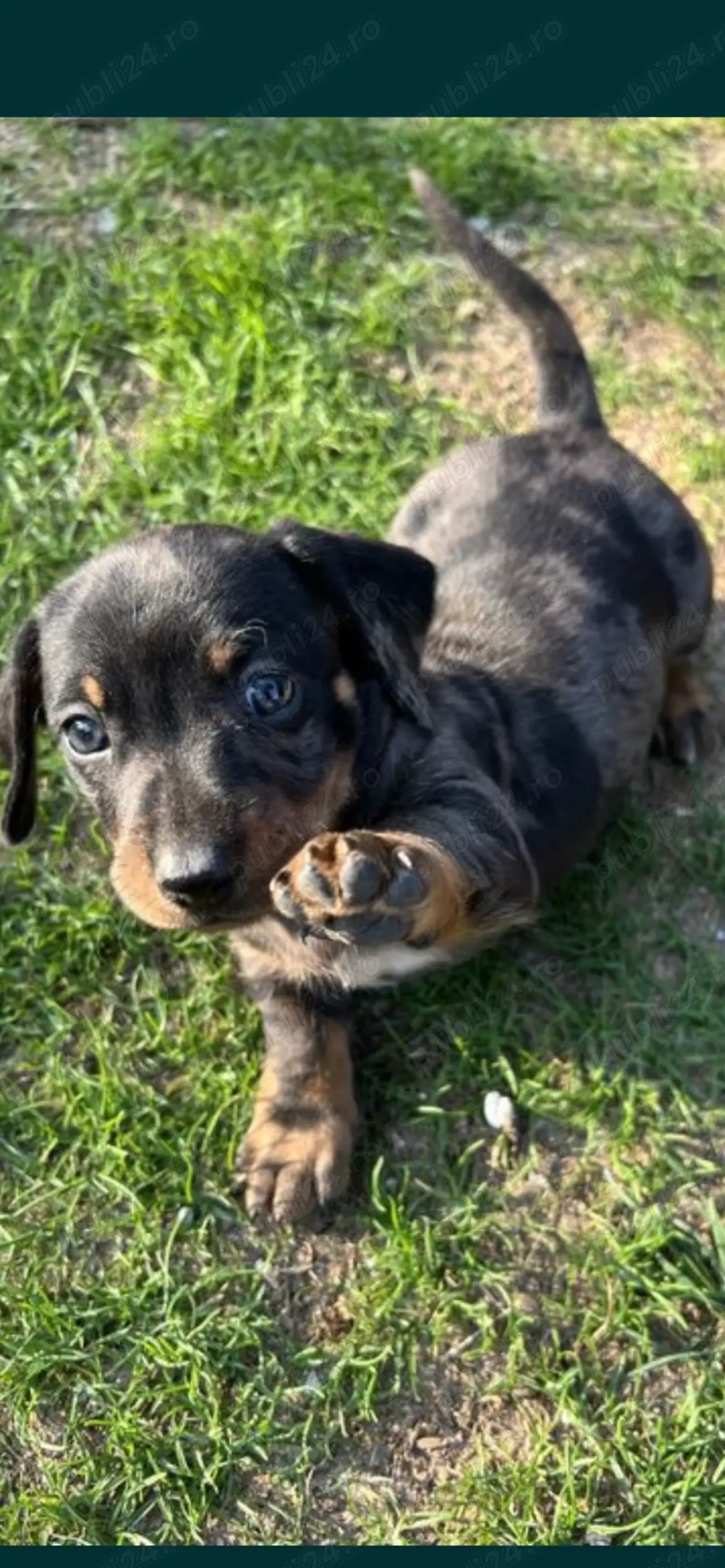 Pui Teckel de vânzare 