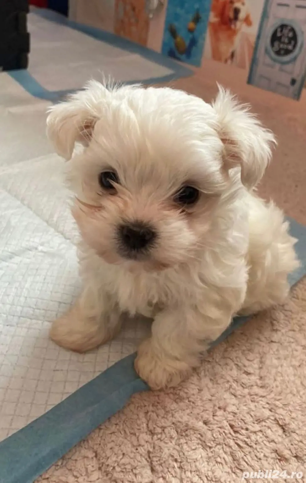 Vand bishon miny toy baiat 6 saptamani