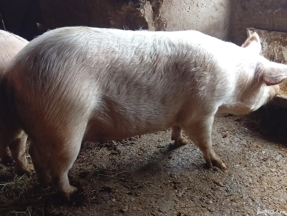 porc marele alb aproximativ 250 kg