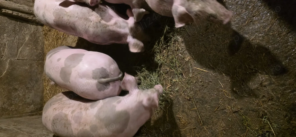 Vand purcei pietrain 