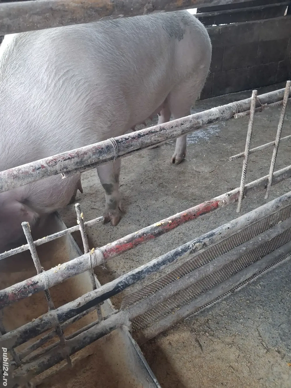 de vânzare scroafă 280 kg rasă marele alb ofer transport 