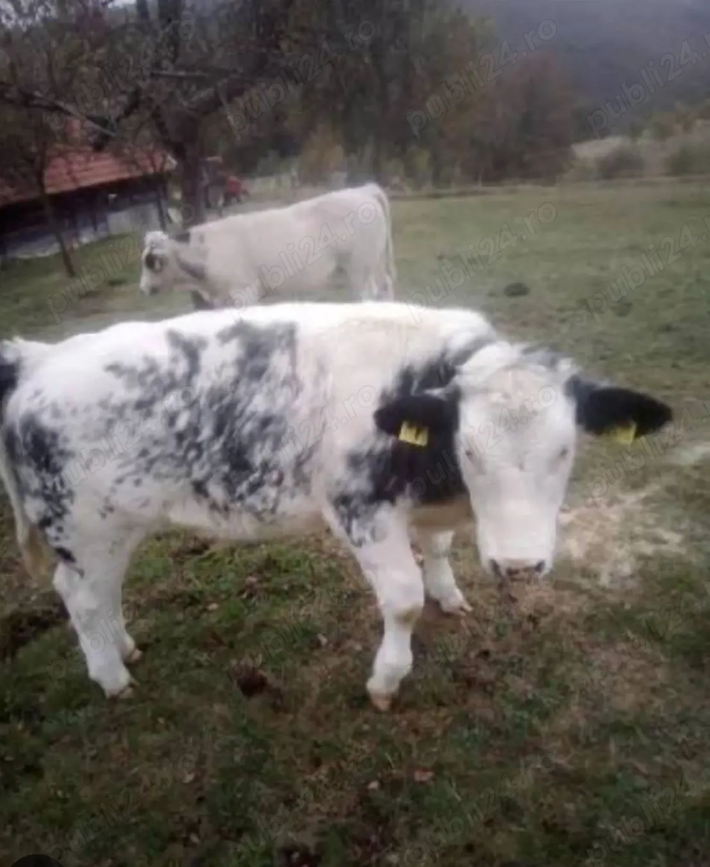 Vitele Albastru Belgian