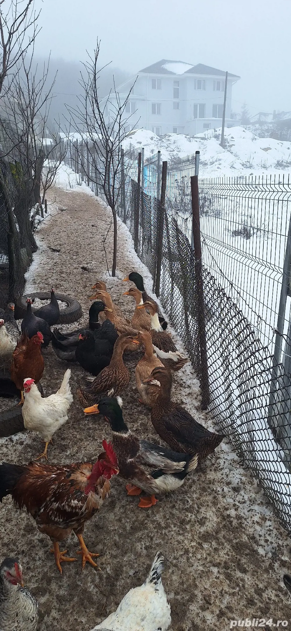 Vand rate vorbitoare 