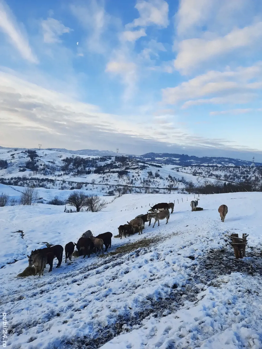 Oferta ferma de magarite schimb cu cherestea