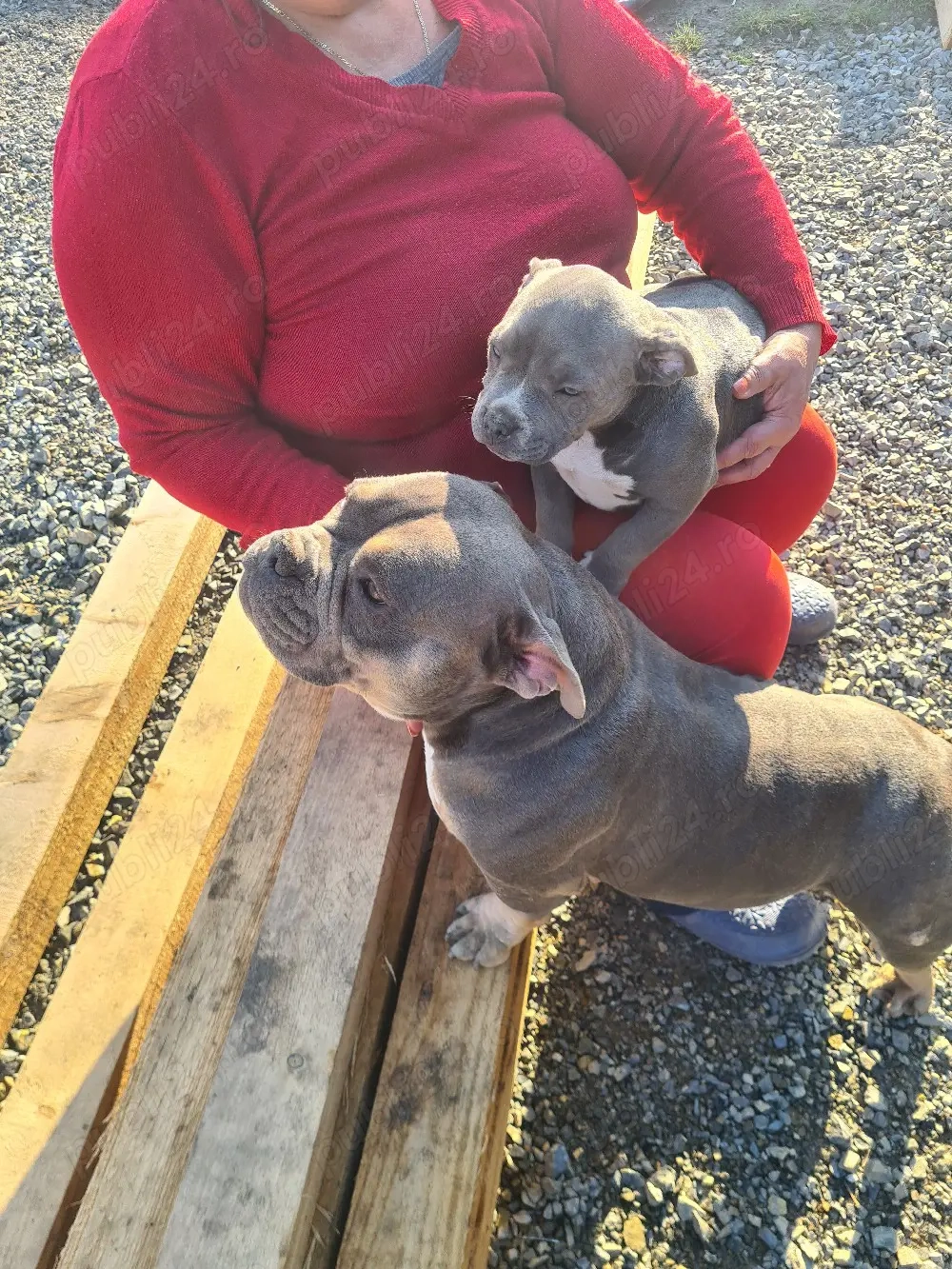 American bully pocket