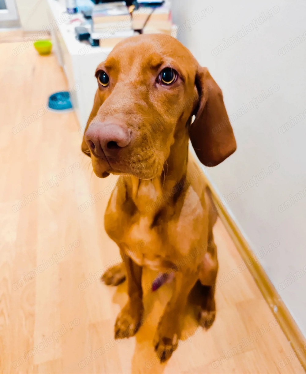 De vanzare un pui de 6 luni, caine de rasa Viszla cu carnet de sanatate, energic,afectiv si dragut.