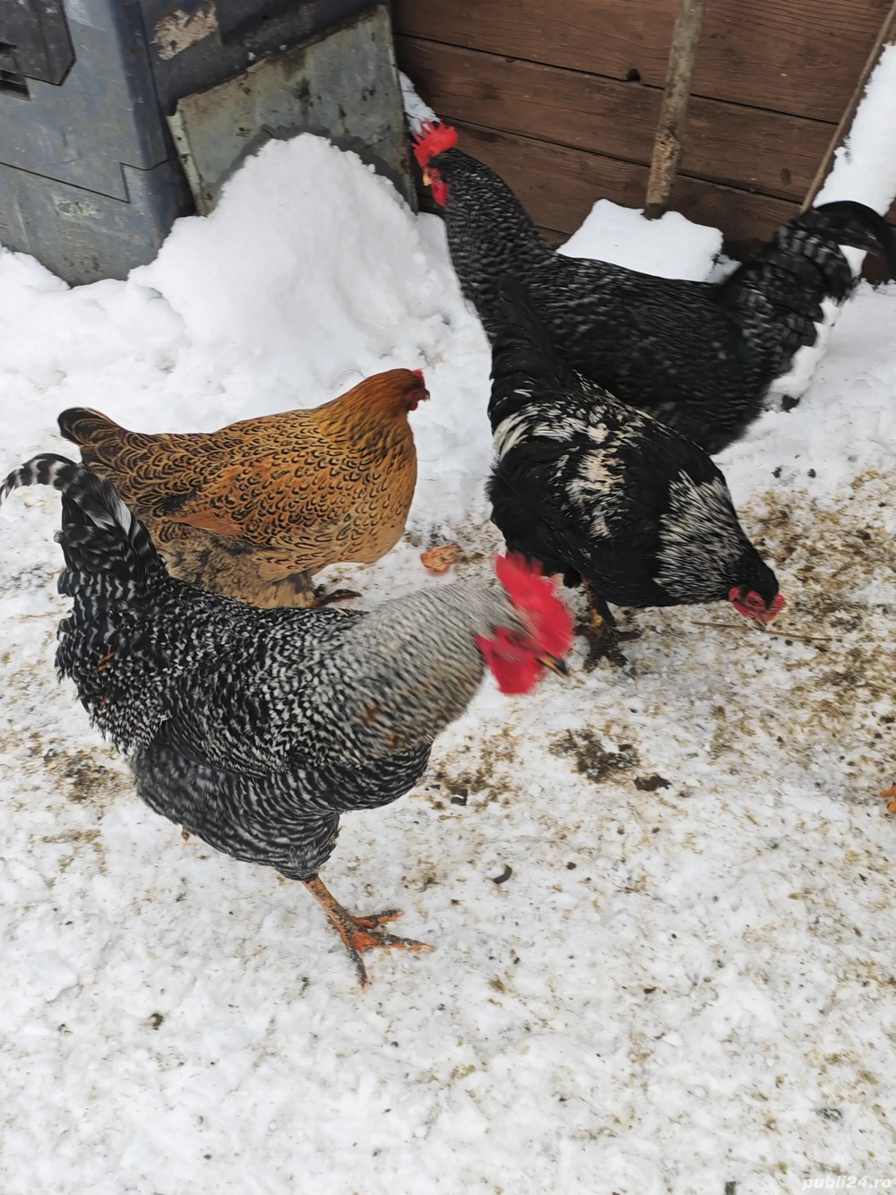 Vând sau schimb cocoș 