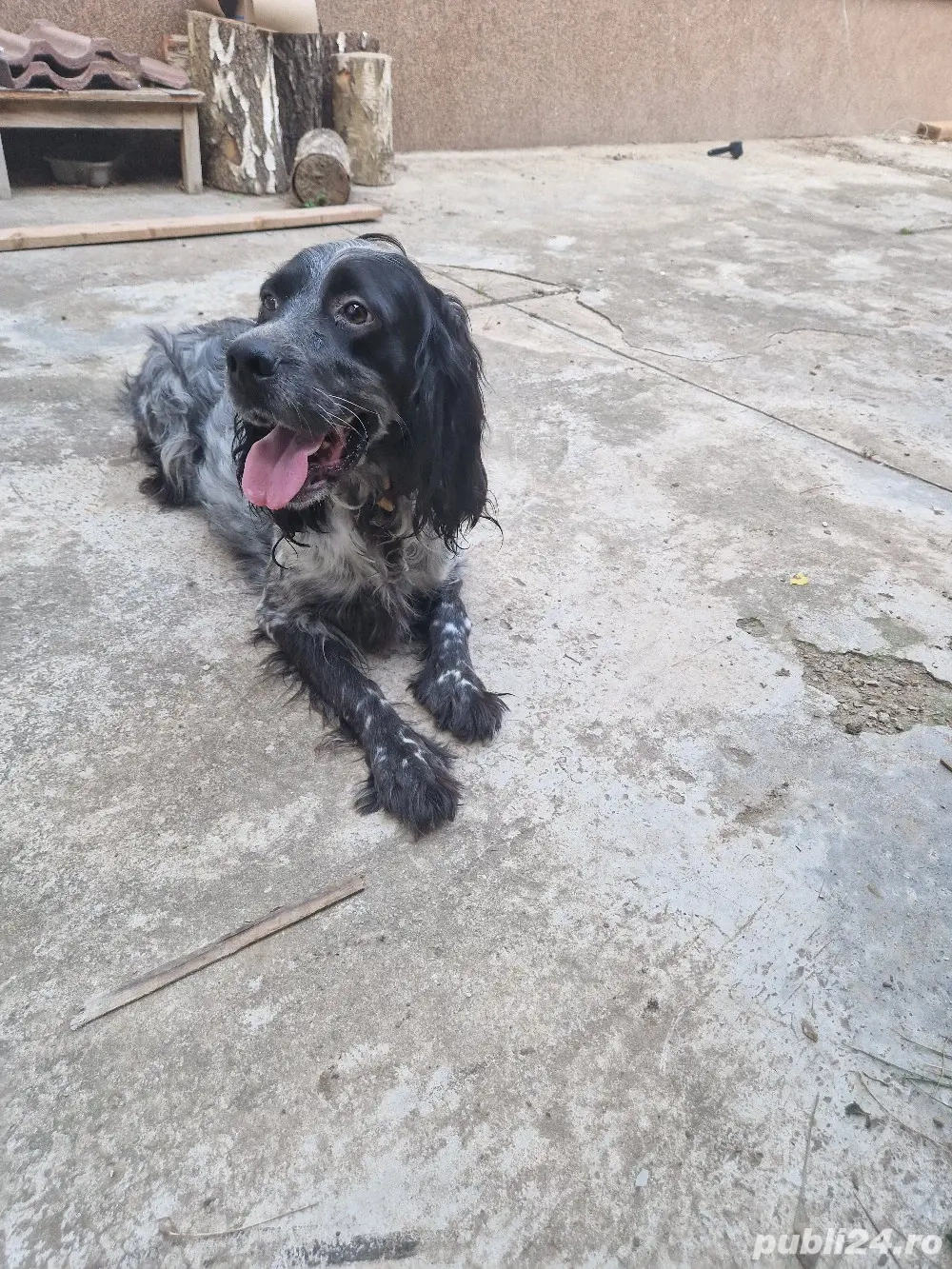 Vand femela Setter englez