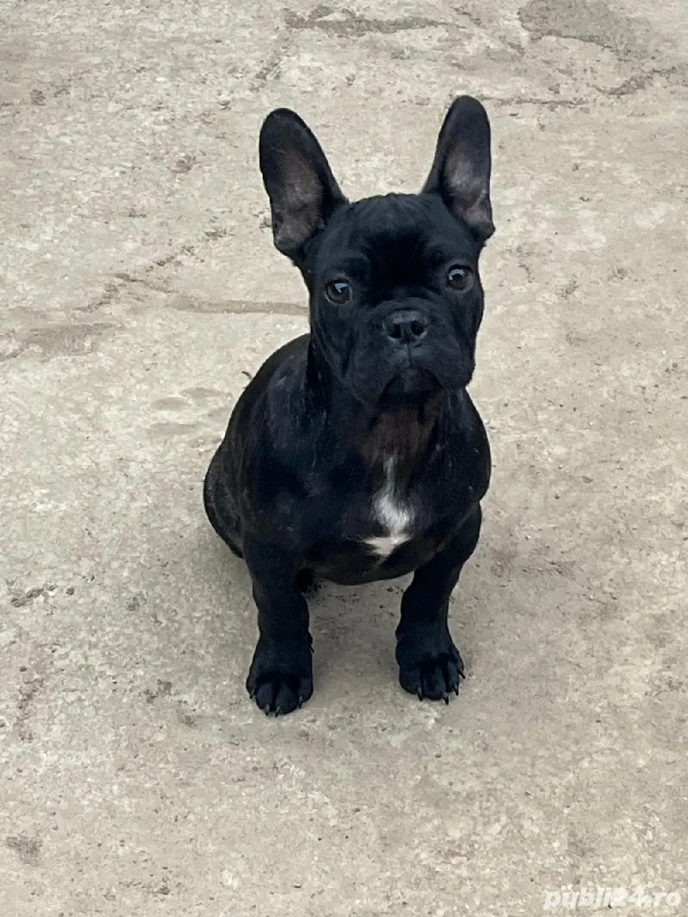 Buldog francez de vânzare 