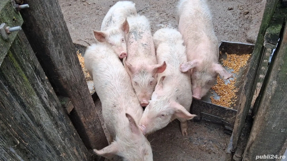 Purceluși de vânzare 