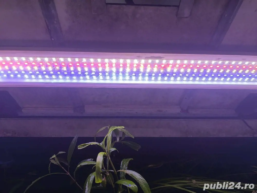 Acvariu plantat complet