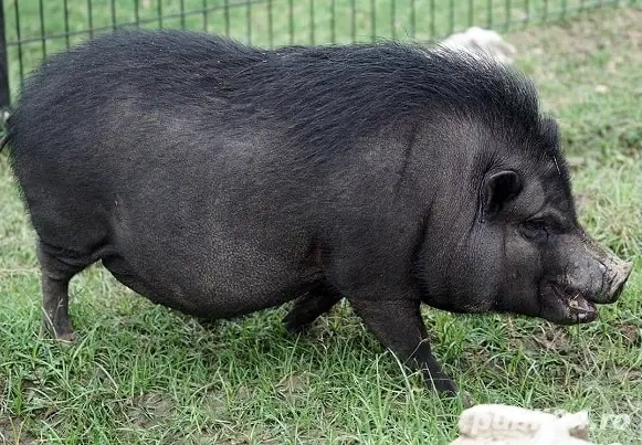 Porci și Purcei Vietnamezi (purceluși, tineri, scroafe și vieri) Crescuți 100% Natural BIO